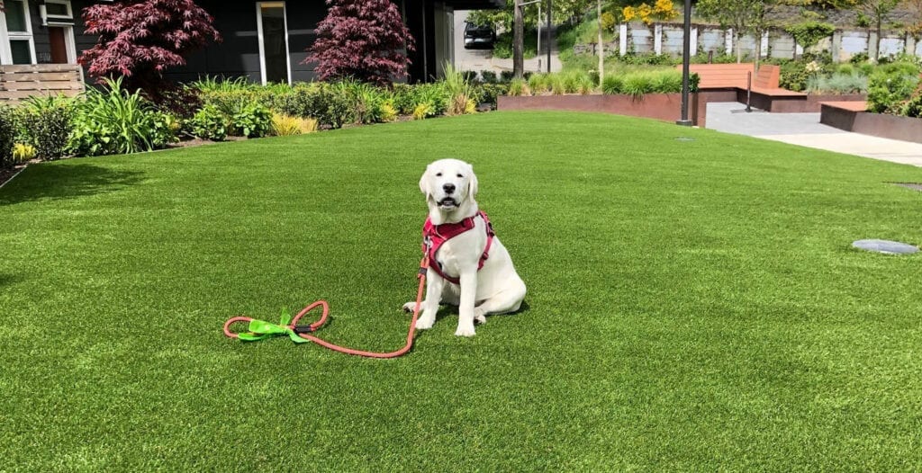 Why Choose Artificial Grass for Dogs Synthetic Turf Northwest