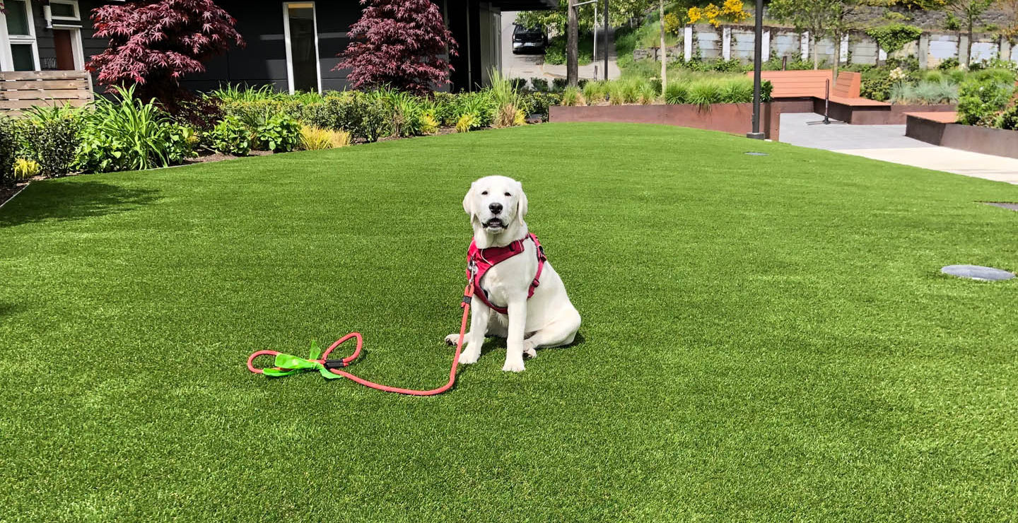 how do i get a good lawn with my dog