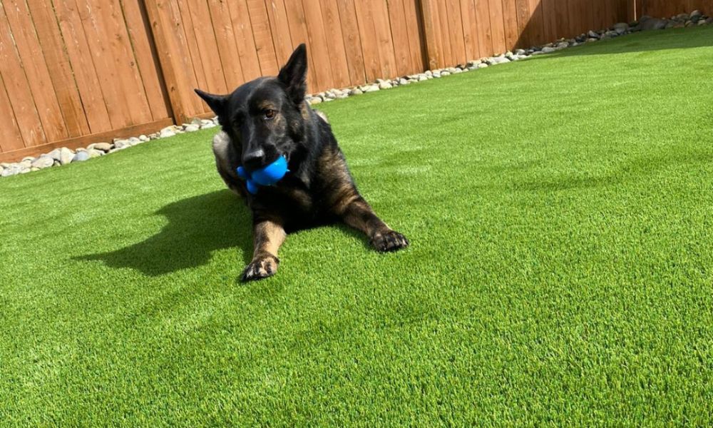 15 Reasons Artificial Grass Is Good for Your Pets 