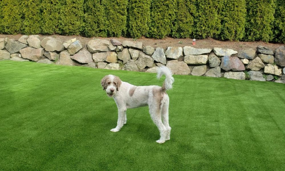 15 Reasons Artificial Grass Is Good for Your Pets 