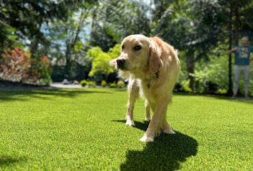 15 Reasons Artificial Grass Is Good for Your Pets