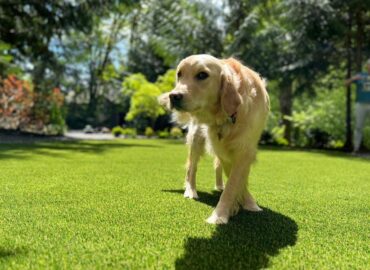 15 Reasons Artificial Grass Is Good for Your Pets