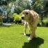 15 Reasons Artificial Grass Is Good for Your Pets