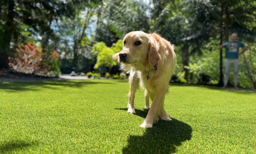 15 Reasons Artificial Grass Is Good for Your Pets