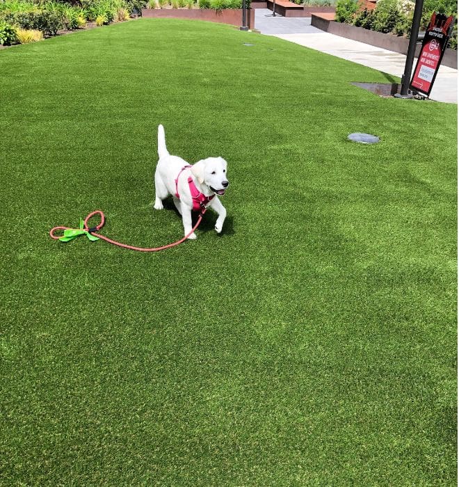 Lab puppy on artificial turf. Has the harness and leash on. 